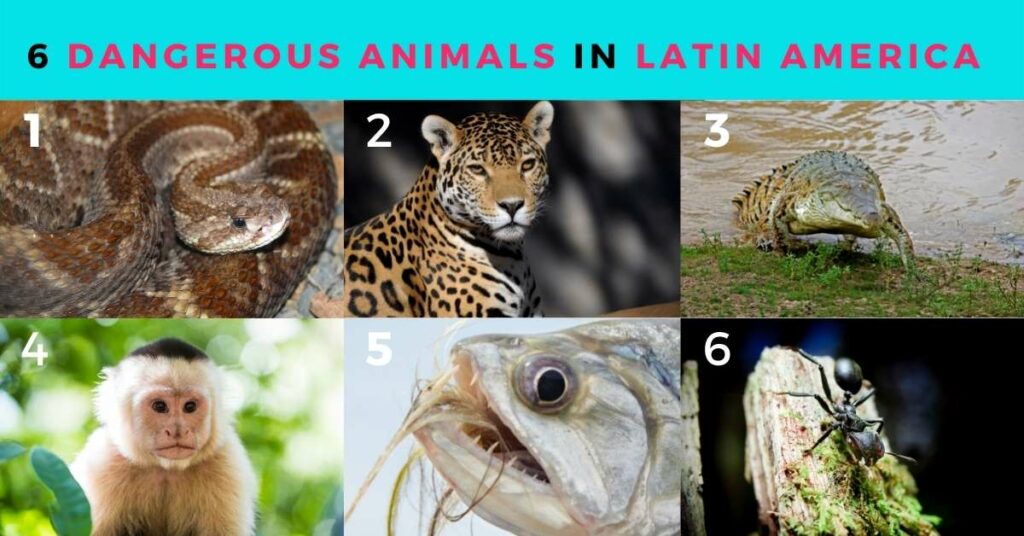 Dangerous Animals in Latin America